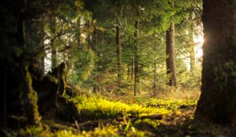 rewilding the forests